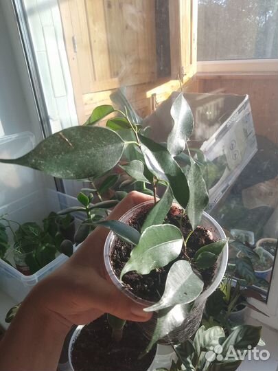 Фикус бенджамина