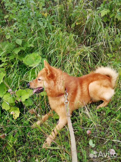 Ищем невесту