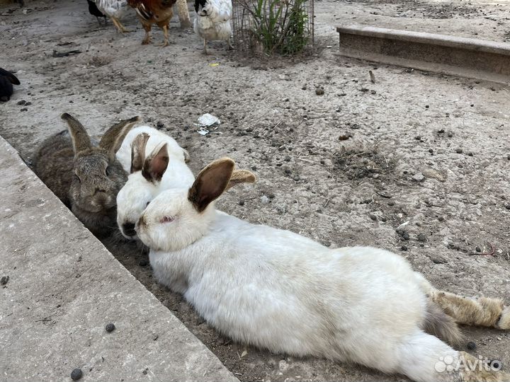 Кролики великаны