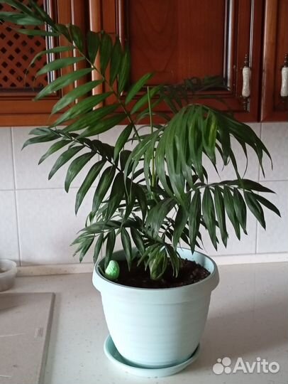 Пальмы трехлетки