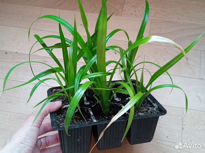 Цветы комнатные, разные