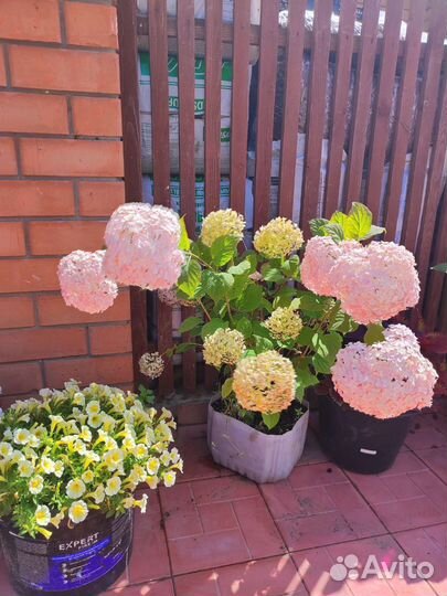 Гортензия саженцы Кандибелле баблгам древовидная