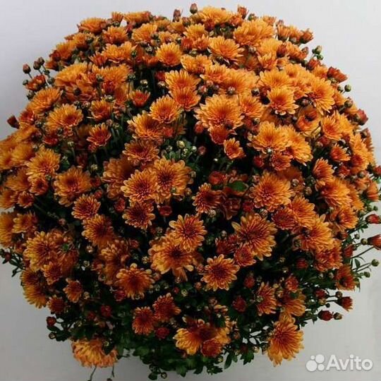 Хризантема мультифлора