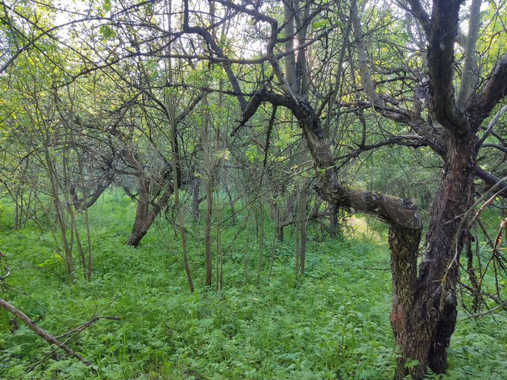 Участок 9,15 га (СНТ, ДНП)