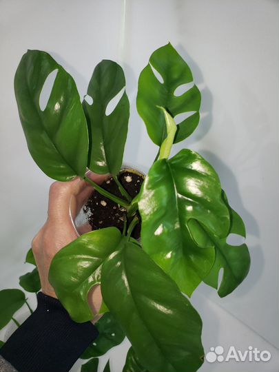 Рафидофора тетрасперма