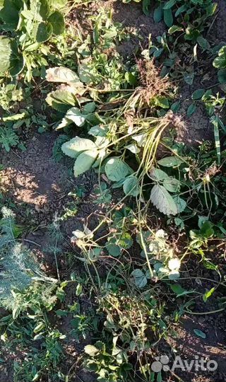 Куст+усы алба клери