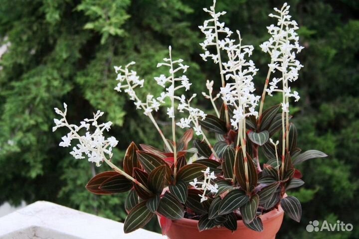 Орхидея лудизия