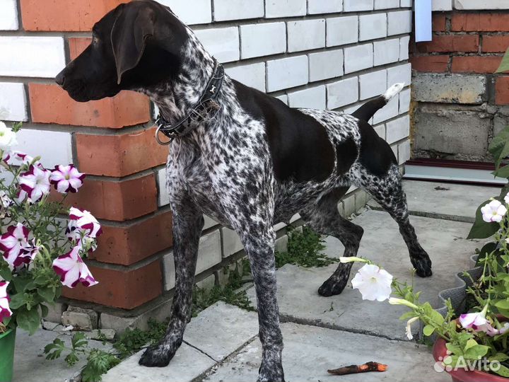 Щенки курцхаара