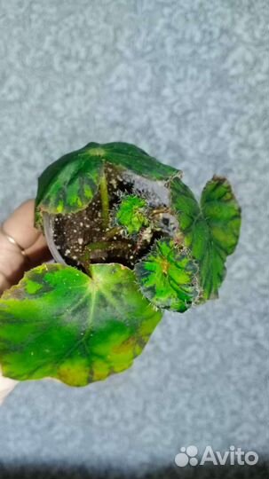 Бегония чёрная Мамба, серебристо-крапчатая