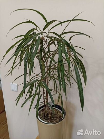 Фикус Бенедикт Али