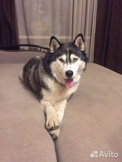 Сибирский хаски