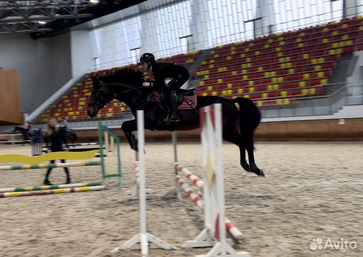 Жеребец на продажу