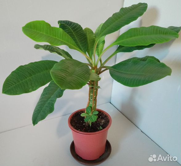 Эуфорбия молочай суккулент