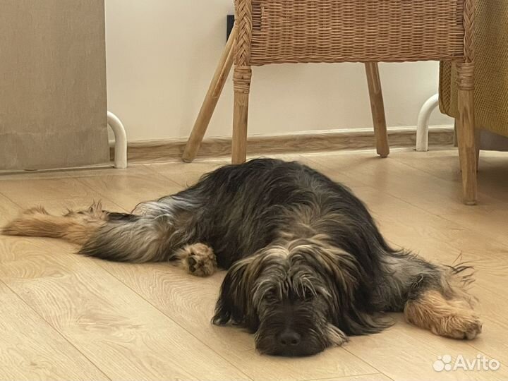 Герочка-красавица в самые лучшие руки