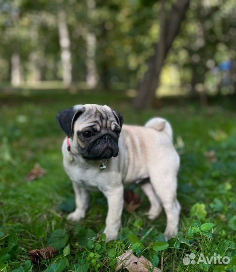 Щенки мопса