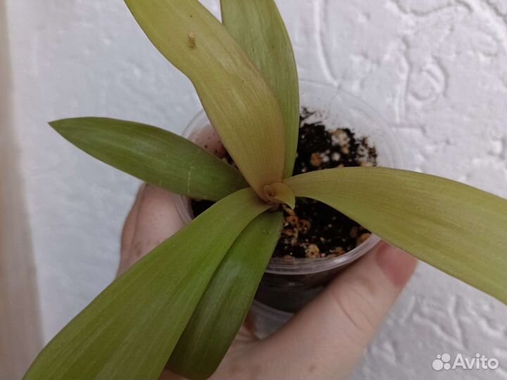 Традесканция рео