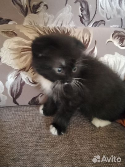 Отдам кота в добрые руки
