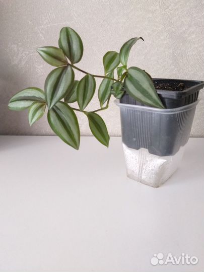 Плекрантус,традисканции