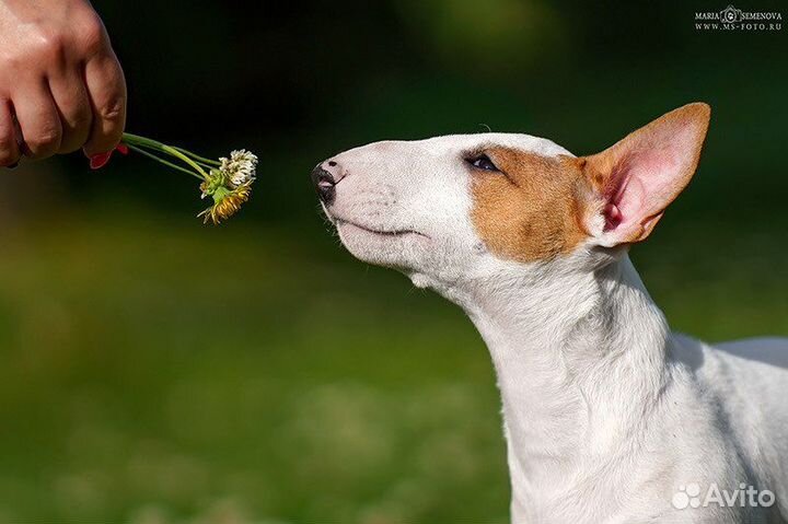 Миниатюрный бультерьер щенки