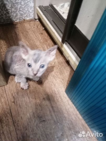 Котята сфинкс