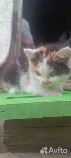 Кошка котенок