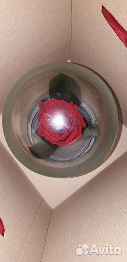 Живая роза В колбе