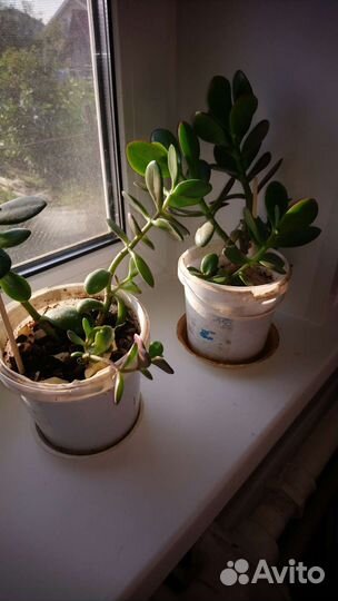 Крассула толстянка