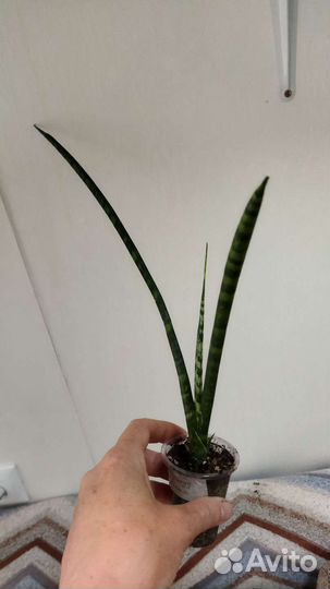 Сансевиерия сортовая