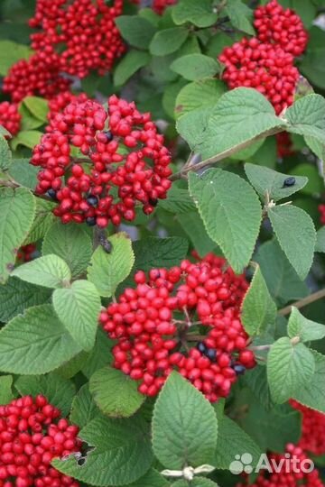 Калина расширенная Кардина Кенди