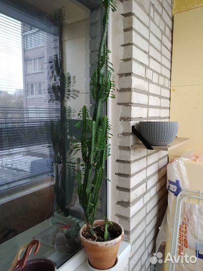 Молочай трехгранный