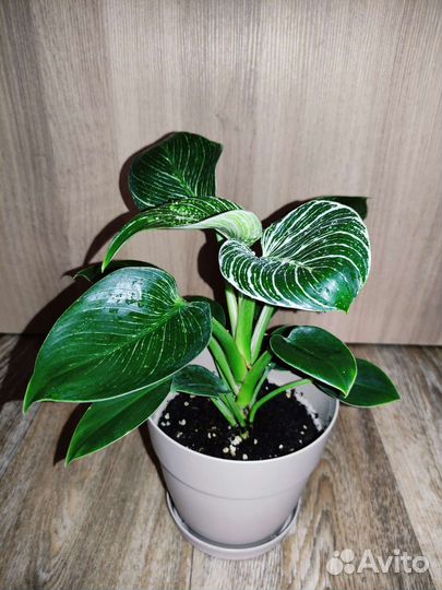 Филодендрон Биркин, Гигантум