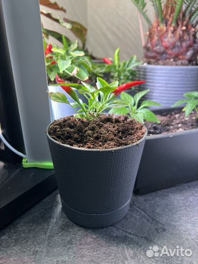 Перец комнатный