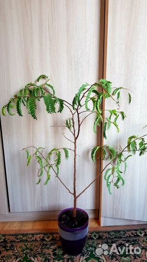 Тамаринд. Индийский финик