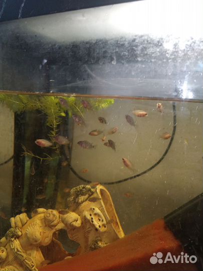 Малавийские цихлиды