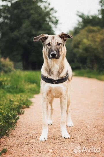 Лучший друг в дар щенок собака