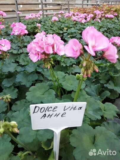 Пеларгония зональная