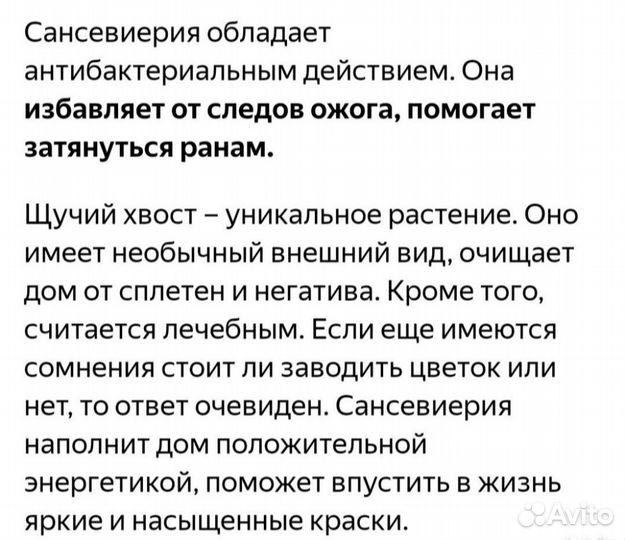 Сансевиерия