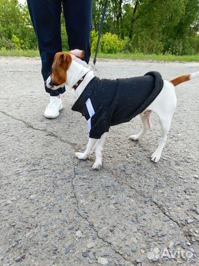 Парсон рассел терьер