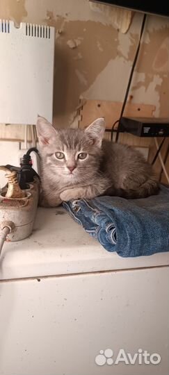Котёнок в дар