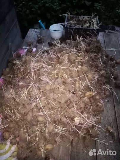 Отдам бесплатно