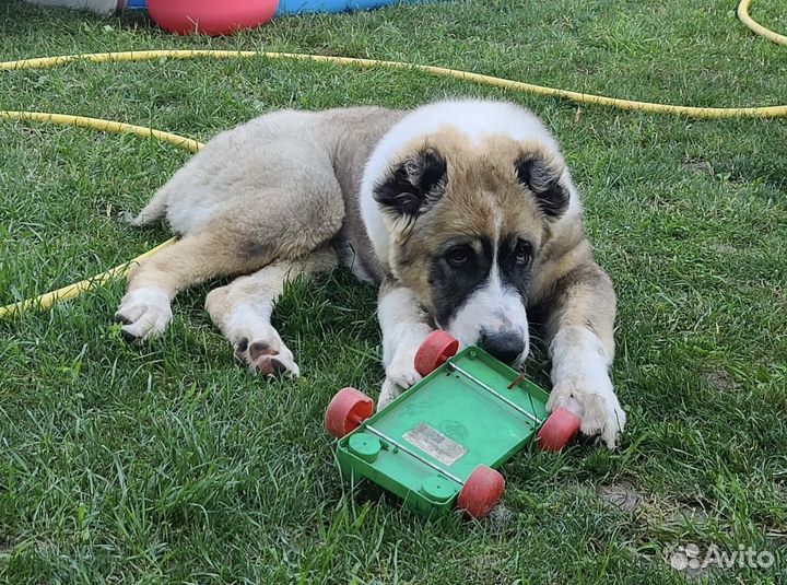 Присмотр за животными пока вы в отъезде / отпуске