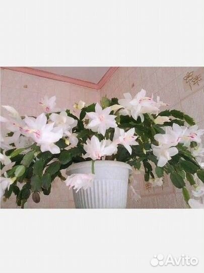 Декабрист белый (отсаженными отростками