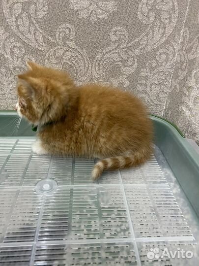 Кошка в дар бесплатно