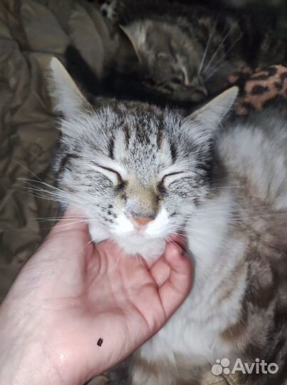 Отдам кота в добрые руки