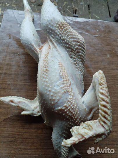 Утки, кролики