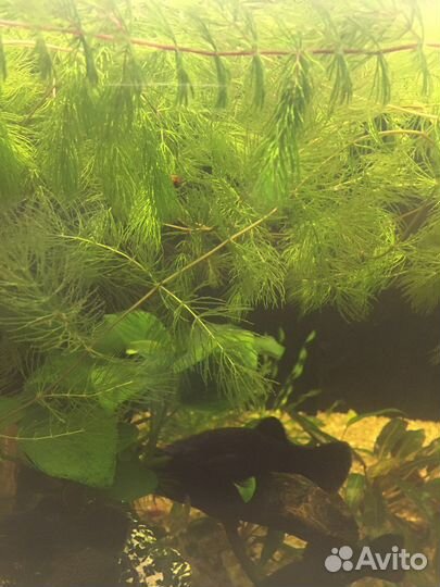 Аквариумные растения, рыбки, улитки