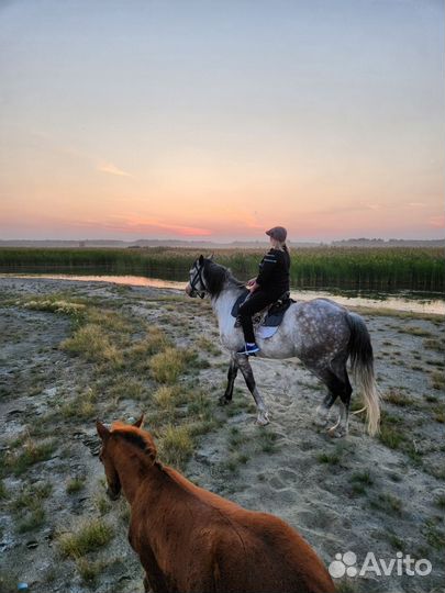 Конные прогулки