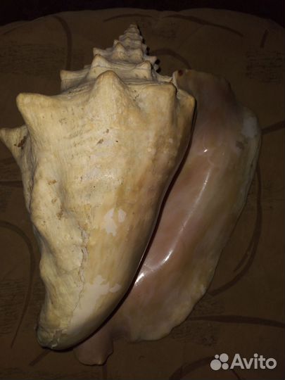 Ракушка большая океаническая