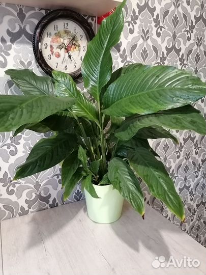 Спатифиллум