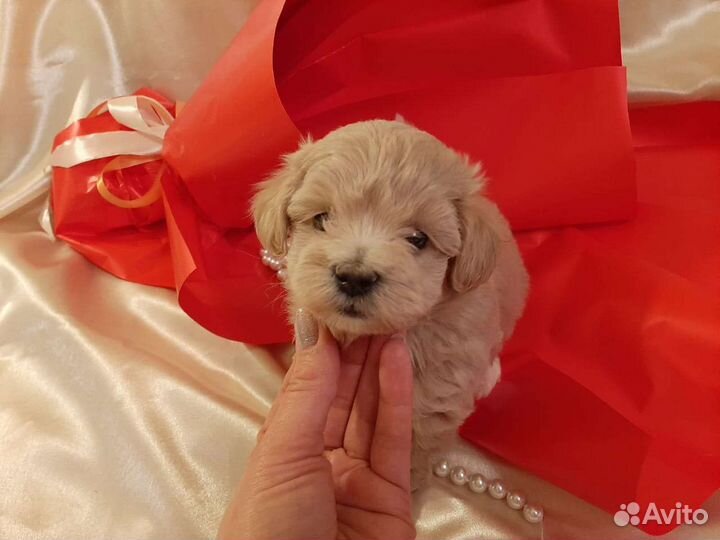 Мальтипу f1 по корейскому типу. Пуделя той ред